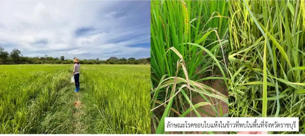 สกสว.หนุนมรภ.หมู่บ้านจอมบึงวิจัยโรคระบาด การจัดการปุ๋ยและลดโลหะหนักในข้าวเมืองโอ่ง