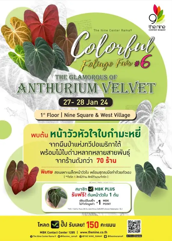 เดอะไนน์ เซ็นเตอร์ พระราม 9 ชวนชมหน้าวัวหัวใจ ใบกำมะหยี่ ในงาน