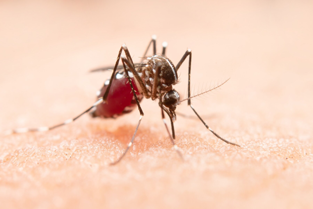 The Complete Guide to Treating Dengue Fever: How Many Days Does it Take to Heal?