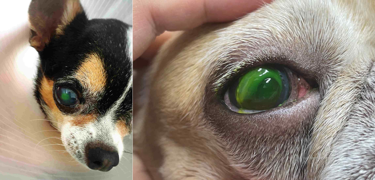 3D Artificial Cornea from Stem Cells: Chula Researchers Advance Canine ...