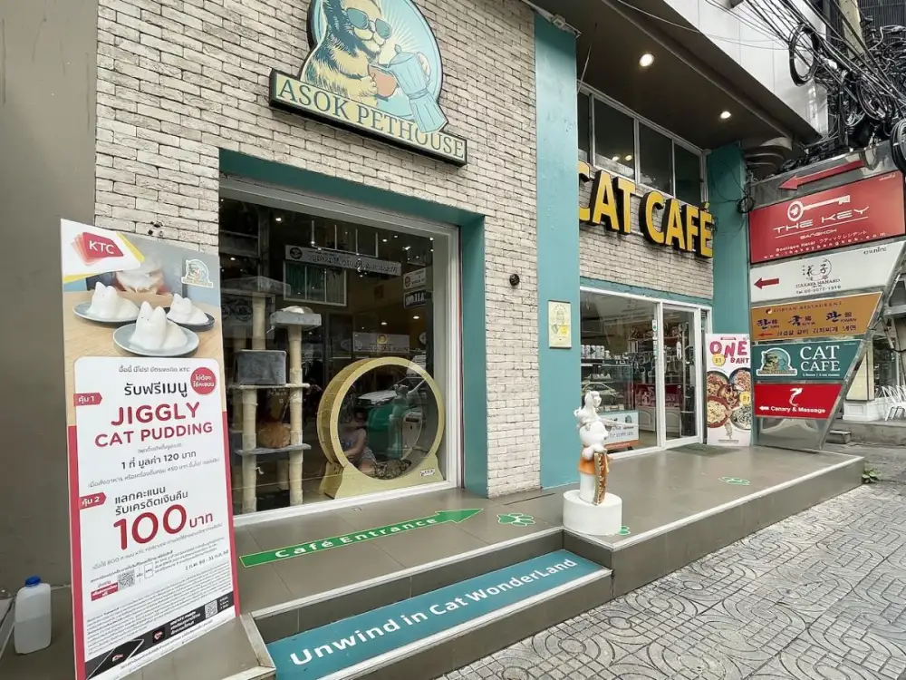 เคทีซีจับมืออโศก เพ็ทเฮ้าส์ ชวนฮีลใจที่คาเฟ่แมวจร และช่วยหาบ้านใหม่ให้เจ้าเหมียวไร้บ้าน