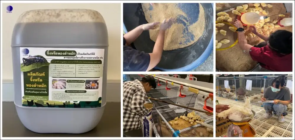 วว. พัฒนาสารเสริมสุขภาพสัตว์ปีกจากจิ้งหรีดทองดำ ช่วยลดปริมาณเชื้อก่อโรค/กระตุ้นการเจริญเติบโต