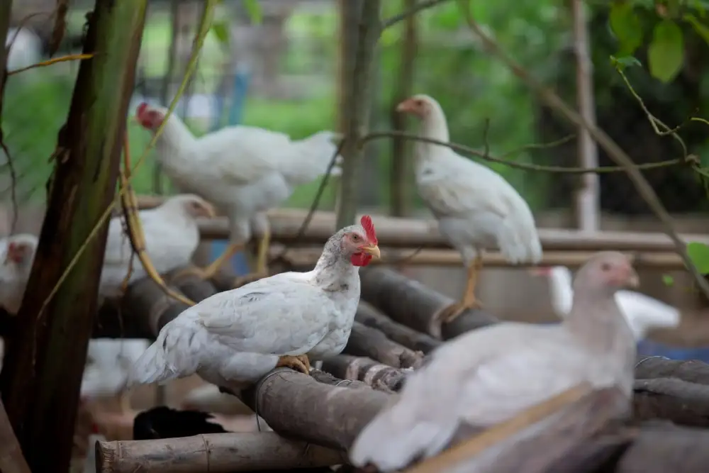 องค์กรพิทักษ์สัตว์แห่งโลก ปฏิวัติการเลี้ยงไก่ไทยอย่างยั่งยืน สร้าง จ.สุรินทร์ ให้เป็นพื้นที่นำร่องเลี้ยงไก่โคราชแบบสวัสดิภาพสูง