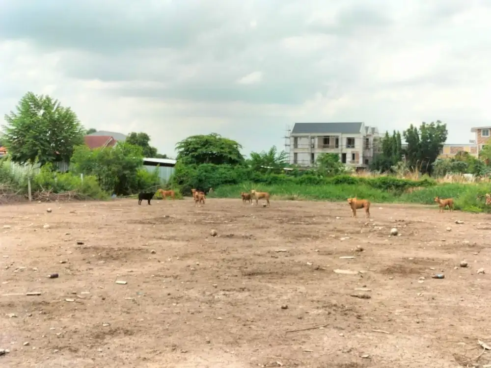 เขตดอนเมืองเร่งแก้ปัญหาสุนัขจรจัดบริเวณซอยช่างอากาศอุทิศ 5 แยก 2