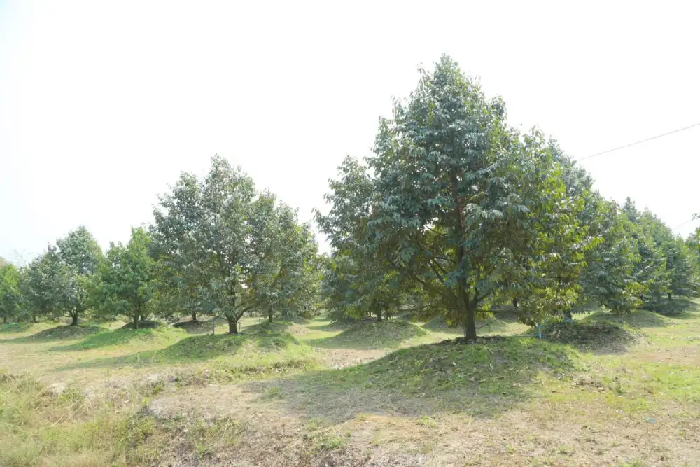 10 วิธี ดูแลสวนไม้ผล รับมือ พายุฤดูร้อน หลังสงกรานต์